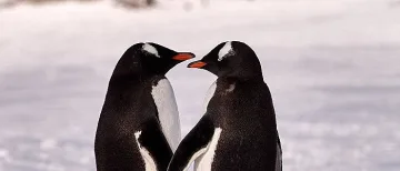 Пингвини гейове в Германия осиновиха яйце