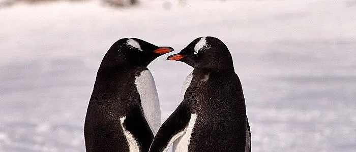 Пингвини гейове в Германия осиновиха яйце