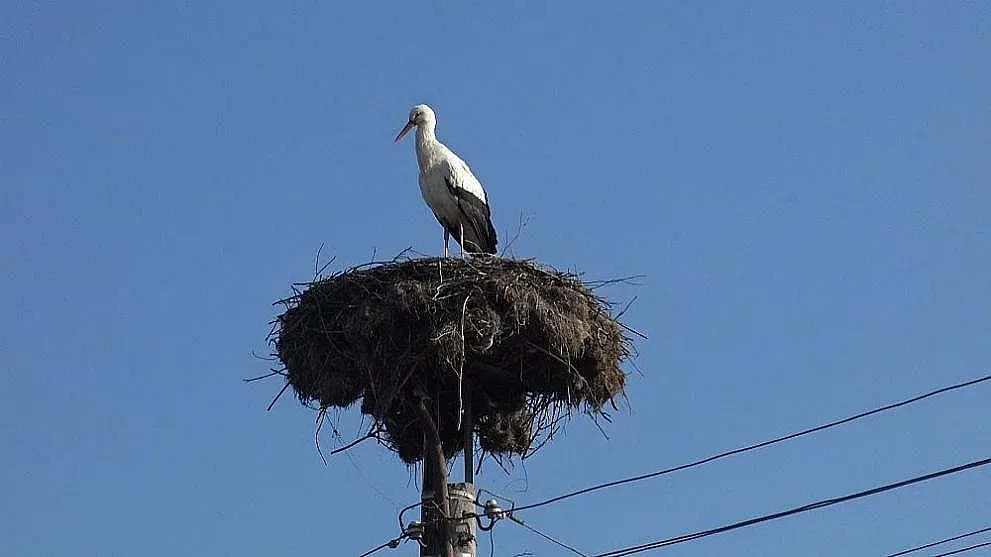 Откриха 17 мъртви щъркела