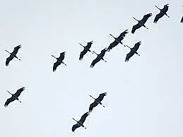 Заради щъркели спряха тока в Турция