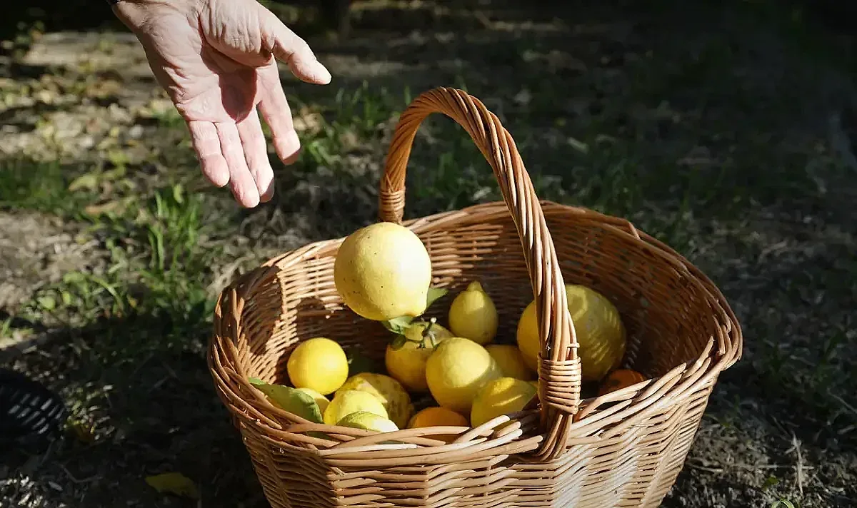 Студът удари реколата. Една държава спря износа на ценен плод