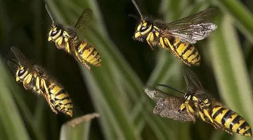 Разгневени оси заловиха беглец