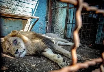 Ферма на ужасите за лъвове в Южна Африка