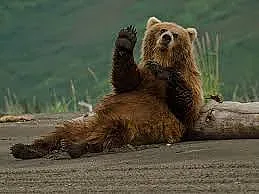 Мечка падна върху патрулка, смачка покрива