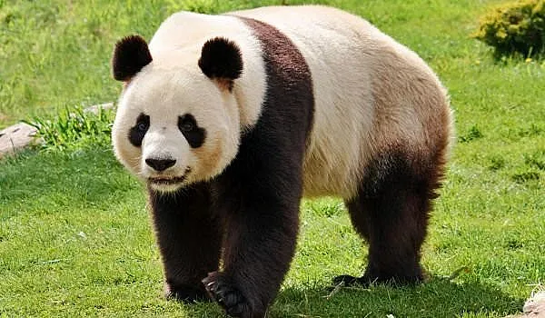 Панди близнаци се родиха в Белгия