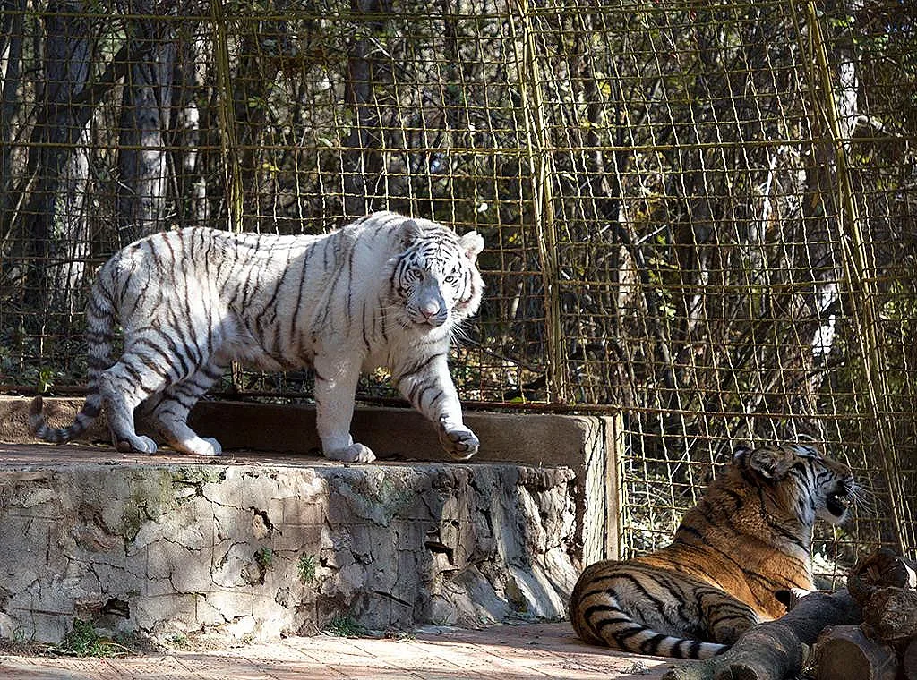 Обновяват старозагорския зоопарка с европейски средства