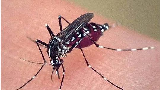 Западнонилска треска вече и в България