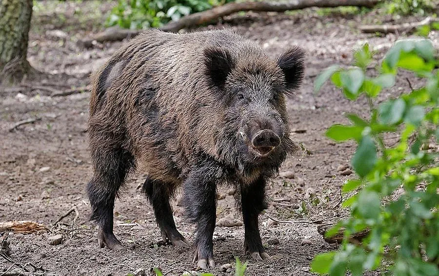 Откриха чума по глигани в смолянско