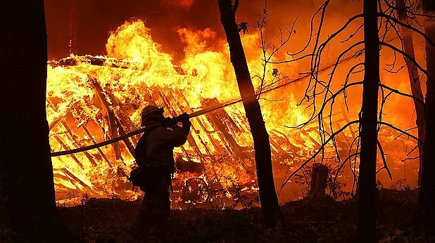 Петиция за защита на животните от пожарите в Сибир