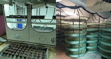 Полицаи разкриха наркооранжерия край Своге