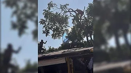 Две момичета се приземиха с парашут върху дърво