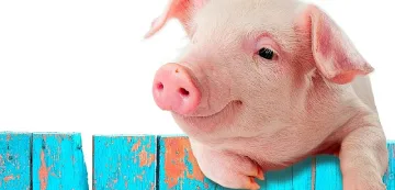 Гърция забрани вноса на свинско от България