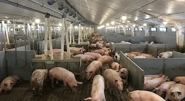 Африканската чума вече е и в Силистра