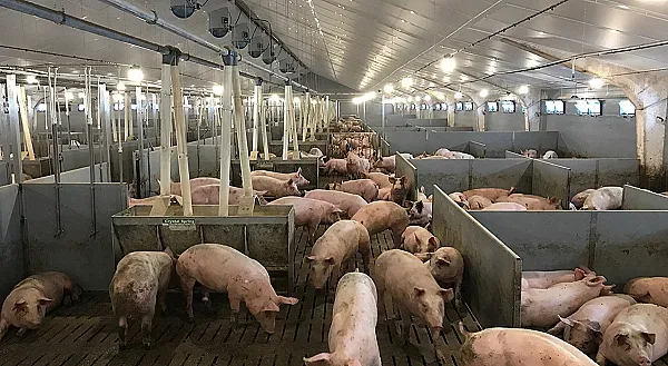 Африканската чума вече е и в Силистра