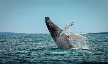 Кит погълна  морски лъв и го изплю жив