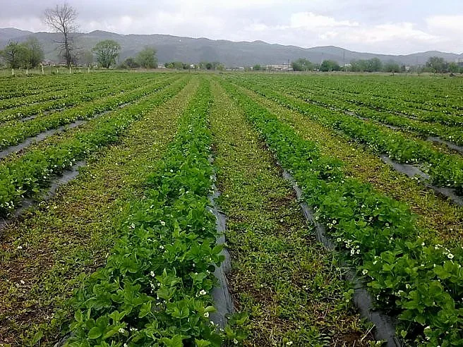 След Брекзит: Кой ще бере ягоди в Шотландия?