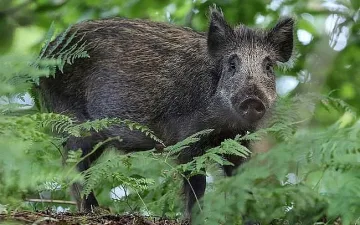 Първи случай на чума в Пловдивско