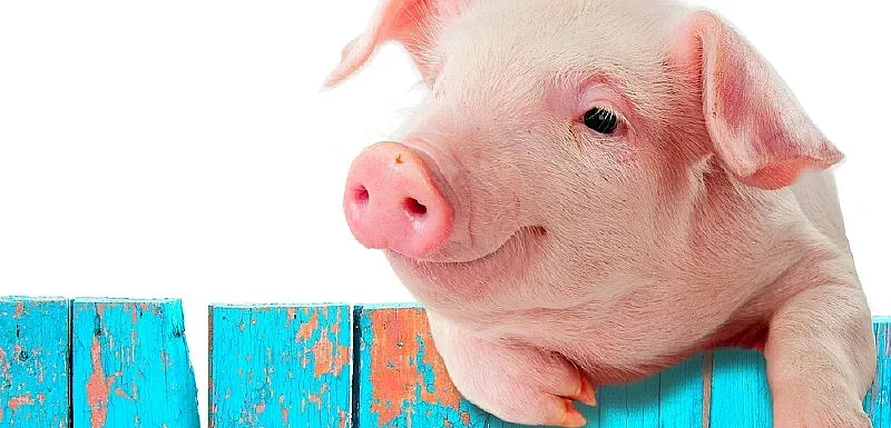 Според д-р Г. Желев африканската чума настъпва и в Южна България