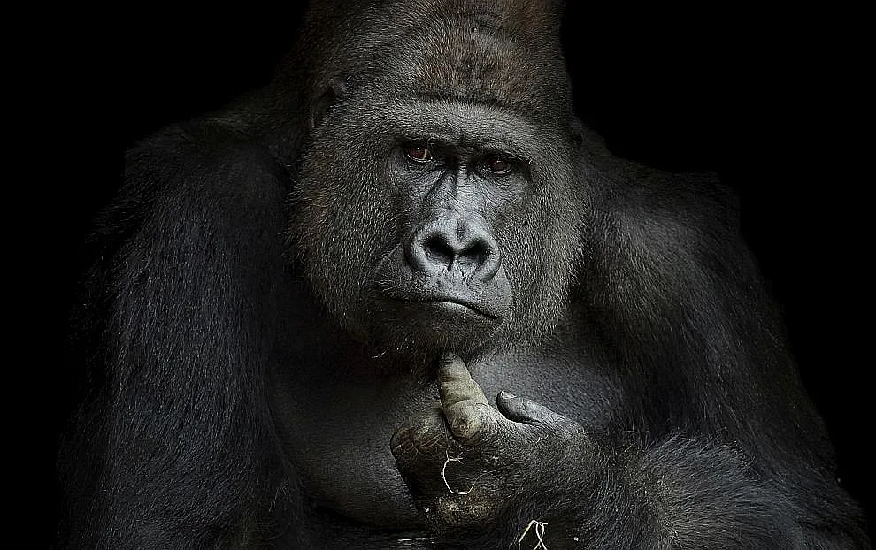 На 63 години почина горилата Труди