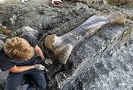 Във Франция откриха двуметрова кост на динозавър