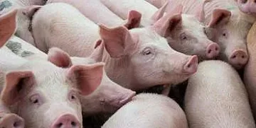 Чумата тръшна още 30 000 прасета