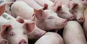 Чумата тръшна още 30 000 прасета