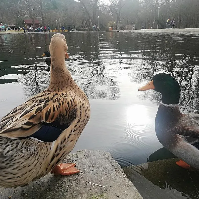 Нови обитатели на езерото в парк "Бачиново"