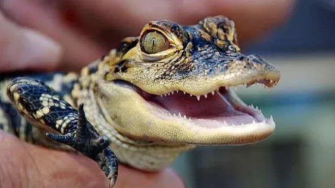 Семейство откри бебе алигатор в басейна си