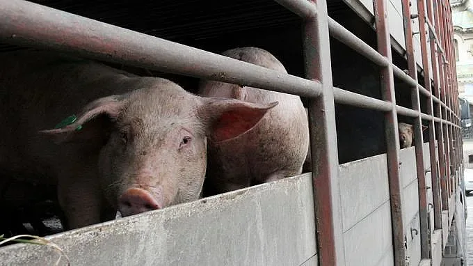 Учредяват граждански органи за контрол на епизоотиите