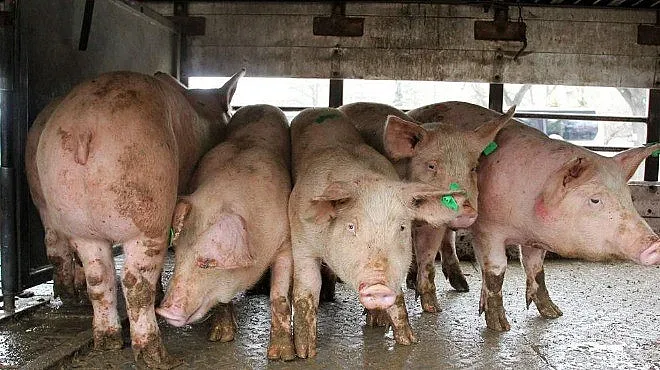 Ново огнище на Африканска чума по свинете