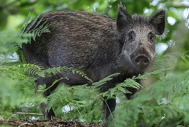 Откриха огнище на африканска чума и във Врачанско
