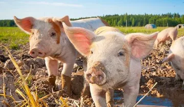 Африканската чума по свинете се разраства
