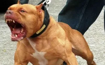 Питбул нахапа стопанката си
