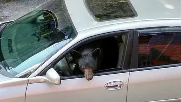 Мечка "открадна" Subaru и катастрофира