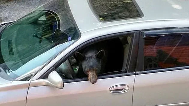 Мечка "открадна" Subaru и катастрофира