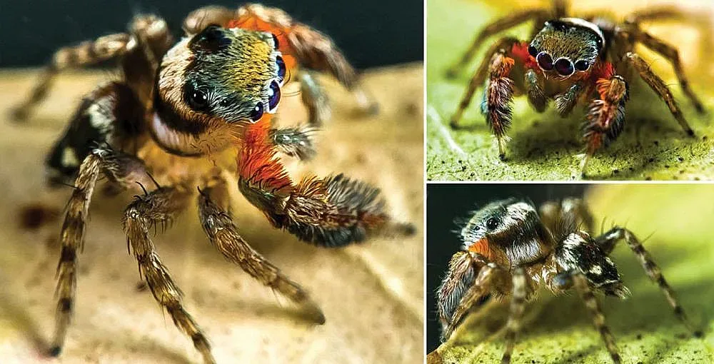 Кръстиха паяк на Карл Лагерфелд