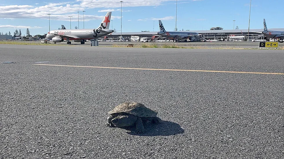 Костенурка спря самолет