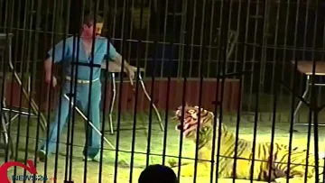 Тигри разкъсаха дресьора си