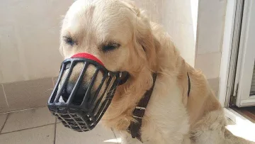 Кучета го яли  закона за кучетата