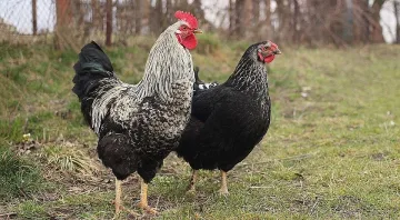 На 5 юли жените ходят на "кокоша църква"