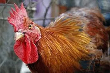 Петелът Морис на съд във Франция