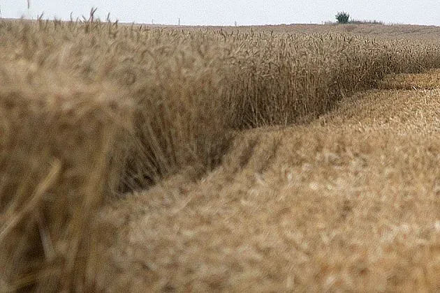 Чакаме 5,4 млн. тона  жито, износът пада