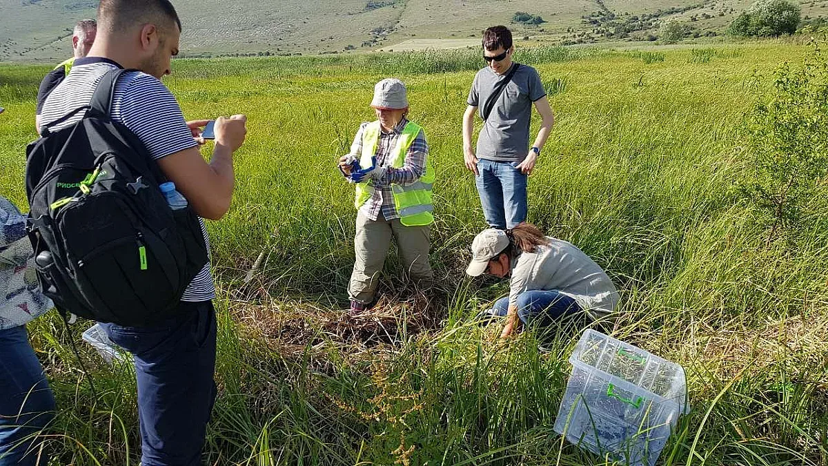 Преместиха теменуги от трасето на магистрала "Европа"