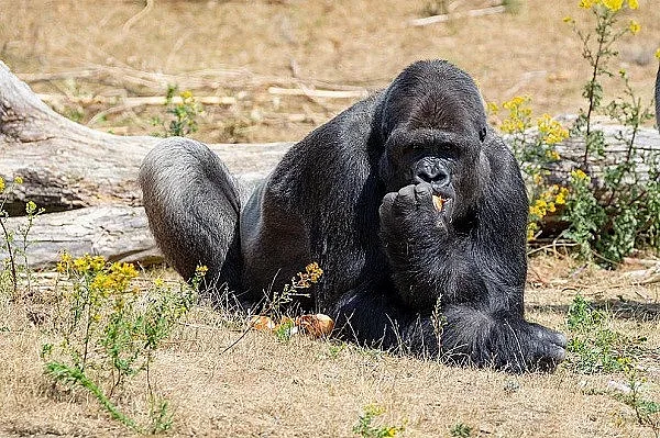 Животните в Пражкия зоопарк се разхлаждат със сорбе