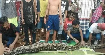 Питон домашен любимец уби стопанина си в Индонезия