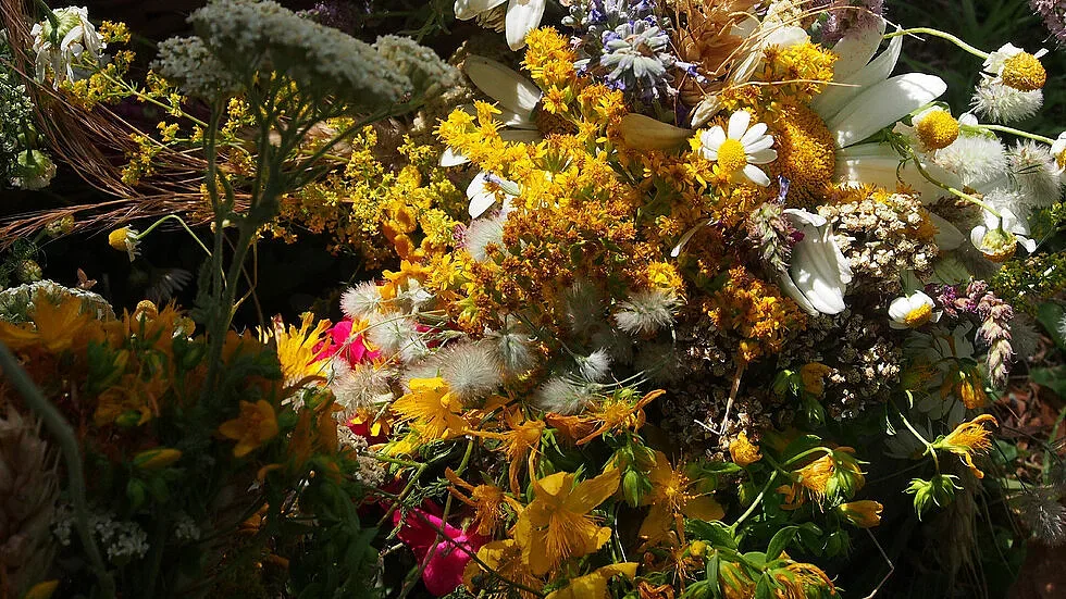 Еньовден – празникът на лечебните билки