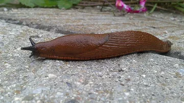 Гол охлюв докара транспортен хаос в Япония