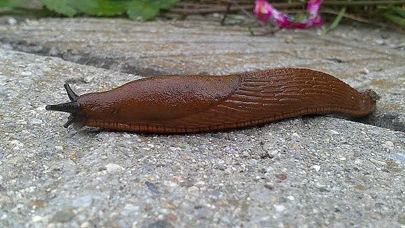 Гол охлюв докара транспортен хаос в Япония