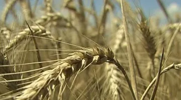 В Добрич очакват по-малко пшеница