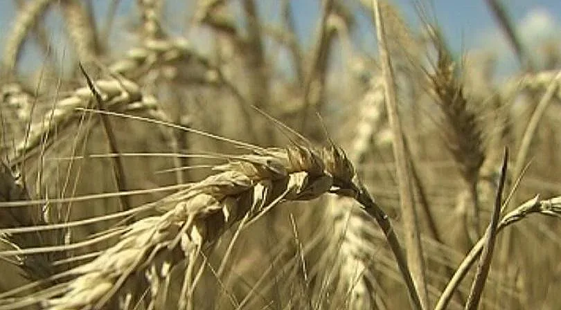 В Добрич очакват по-малко пшеница